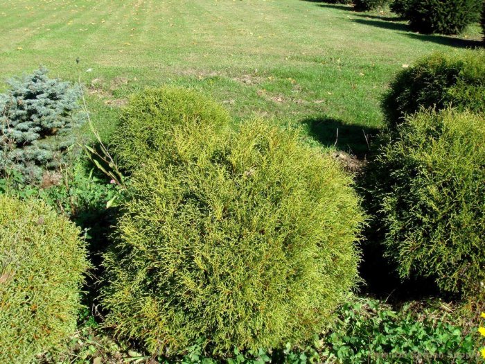 Туя западная мистер боулинг. Туя Mr Bowling Ball. Thuja occidentalis Mr Bowling Ball. Туя Западная «Mr. Bowling baii. Thuja OCC. 'Mr Bowling Ball'.