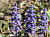 Живучка variegata rubra