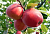 Яблоня сорт Пепин шафранный