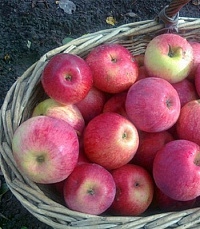 Яблоня сорт Орловское полосатое